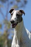 GREYHOUND 022